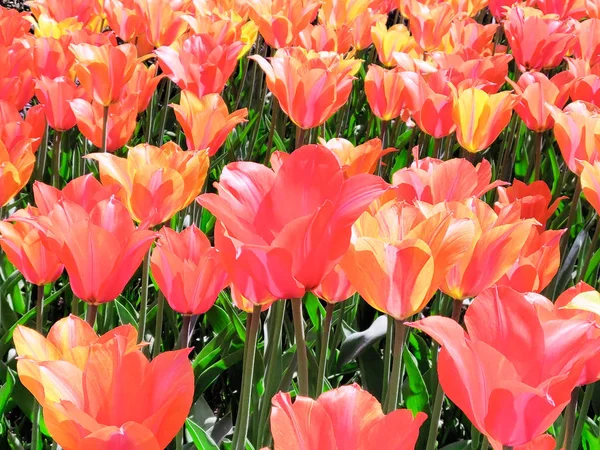 Campo de flores de tulipanes amarillos de color rojo brillante, espín natural —  Fotos de Stock