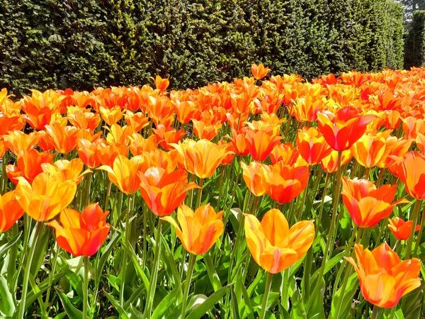 Kleurrijke heldere rode gele tulpen bloemen veld, natuurlijke ashmara — Stockfoto