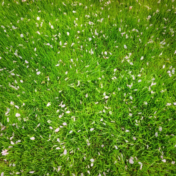 Gras met witte bloemen bloemblaadjes, natuurlijke textuur achtergrond. — Stockfoto