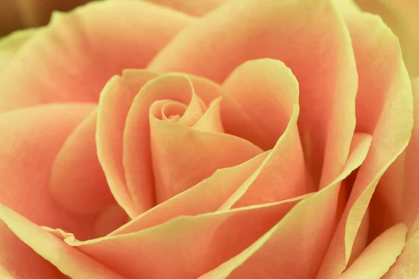 Primo piano di fiore di rosa arancione, messa a fuoco morbida . — Foto Stock