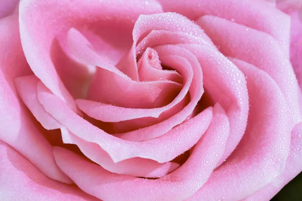 Primer plano de flor de rosa con gotas de agua, enfoque suave . — Foto de Stock