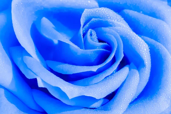 Крупним планом трояндова квітка з краплями води, м'який фокус . — стокове фото