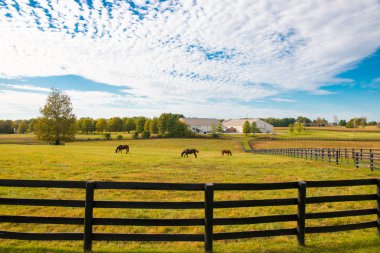 Horsefarm atlara. Ülkenin peyzaj.