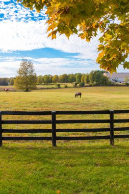 Horses at horsefarm. Autumn country landscape. clipart