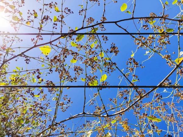 Canopée de branches d'arbres avec des baies contre ciel bleu. Automne na — Photo