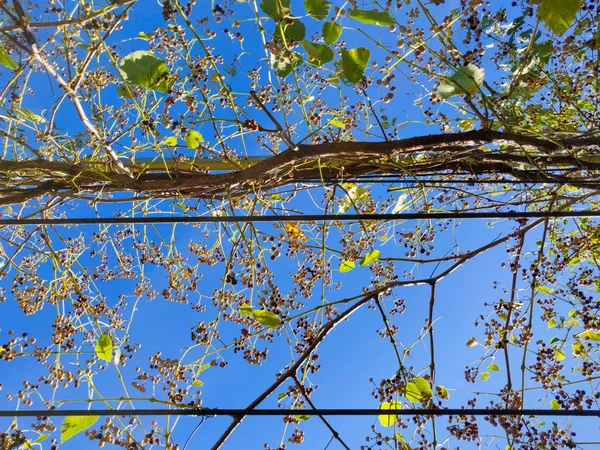 Canopée de branches d'arbres avec des baies contre ciel bleu. Automne na — Photo
