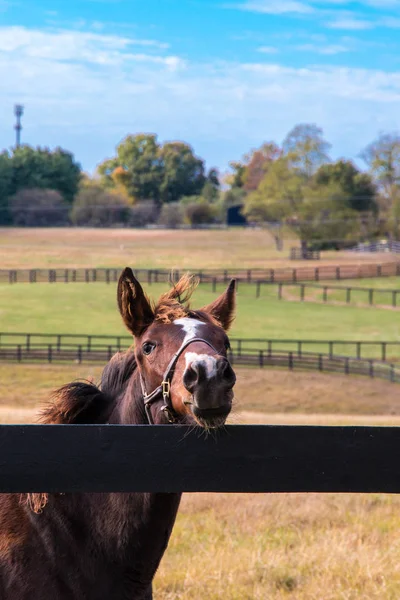 馬の農場で馬。国の秋の風景. — ストック写真