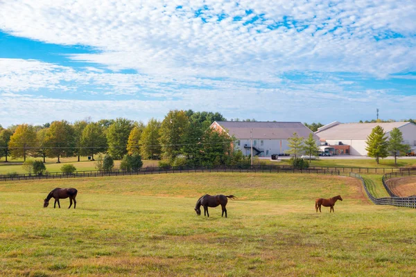 Konie w horsefarm. Krajobraz kraju. — Zdjęcie stockowe