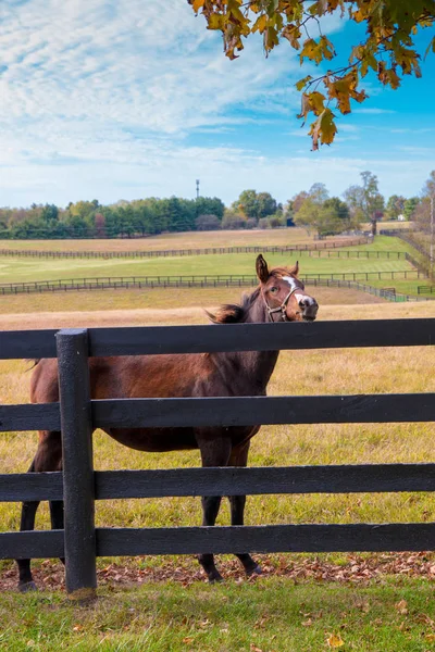 Cavallo al maneggio. Paese paesaggio autunnale . — Foto Stock