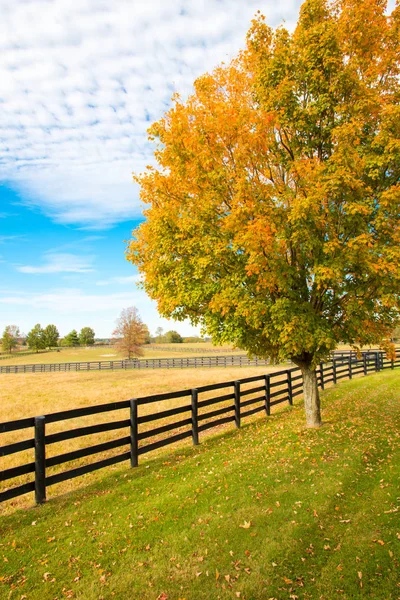 Beautiful autumn country landscape with colorful tree and pastur — Stock Photo, Image