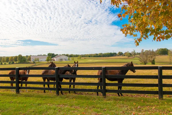 Paarden op de paardenboerderij. Herfstlandschap. — Stockfoto