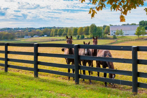 Horses at horsefarm. Autumn country landscape. — Stock Photo, Image