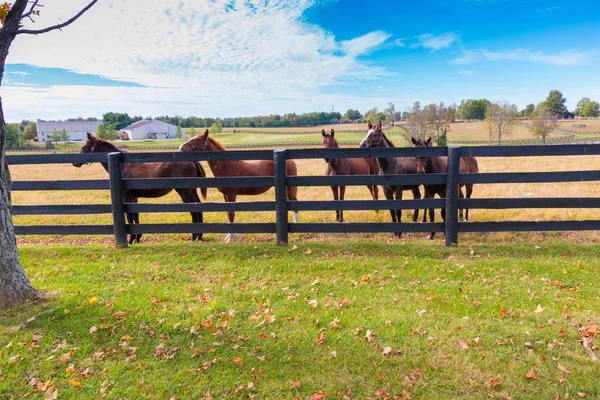 Koně na koňské farmě. Podzimní krajina. — Stock fotografie