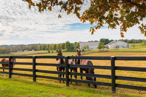 Konie na farmie koni. Krajobraz jesienny. — Zdjęcie stockowe