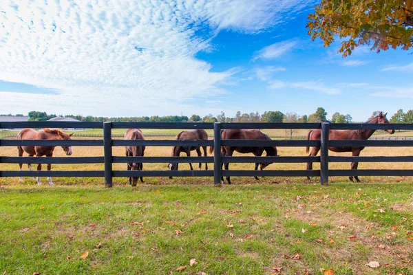 Cavalos na quinta de cavalos. Paisagem do Outono. — Fotografia de Stock