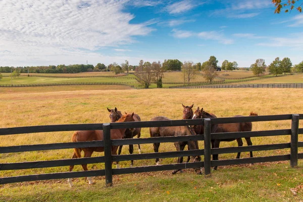 Paarden op de paardenboerderij. Herfstlandschap. — Stockfoto