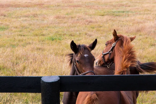 馬の農場で2頭の愛馬秋の田園風景. — ストック写真