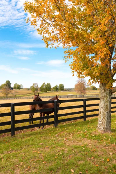 Двоє люблячих коней на кінній фермі. Осінній сільський пейзаж . — стокове фото