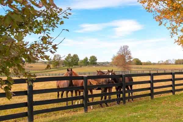 Horses at horsefarm. Autumn country landscape. — Stock Photo, Image