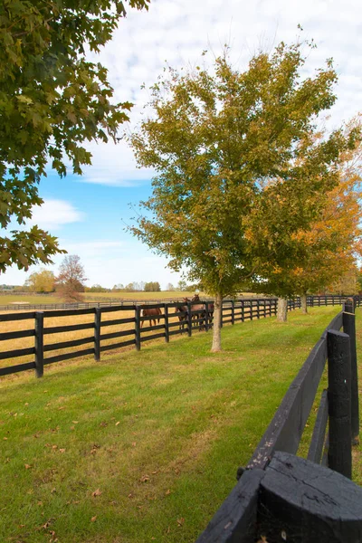 Cavalli al maneggio. Autunno paesaggio rurale. — Foto Stock