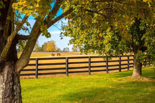 At çiftliğindeki atlar. Kırsal sonbahar manzarası. — Stok fotoğraf