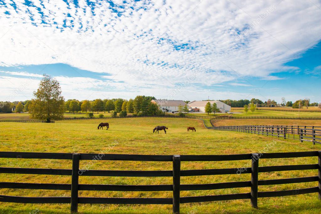 Horses at horsefarm. Country landscape.