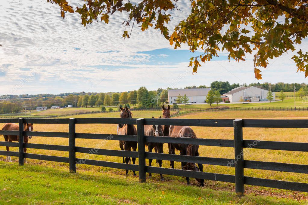 Horses at horsefarm. Autumn country landscape.