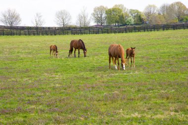 At çiftliğindeki atlar. Yeşil otlaklarda tayları olan fareler. İlkbahar manzarası.