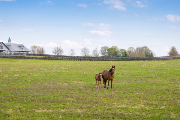 馬の農場で馬 緑の牧草地に敵とマレス 春の田園風景 — ストック写真