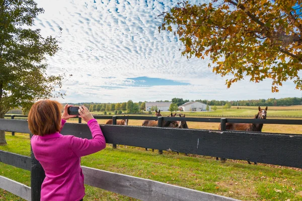 Mujer Tomando Fotos Vista Campo Con Caballos Temporada Otoño — Foto de Stock