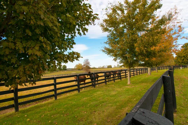 Pferde Auf Dem Reiterhof Herbstliche Landschaft — Stockfoto