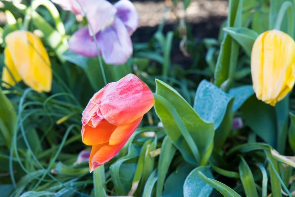 Утренний Мороз Цветках Тюльпанов Селективный Фокус — стоковое фото