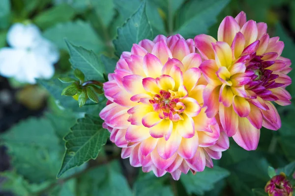 Flor Dahlia Amarilla Púrpura Jardín Enfoque Selectivo —  Fotos de Stock