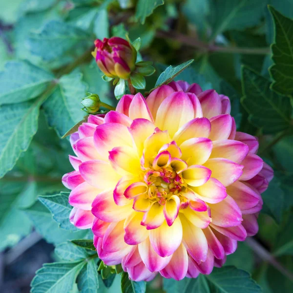 Flor Dahlia Amarilla Púrpura Jardín Enfoque Selectivo —  Fotos de Stock