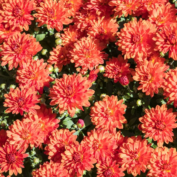 Red Mums Flowers Natural Autumn Background Selective Focus — Stock Photo, Image