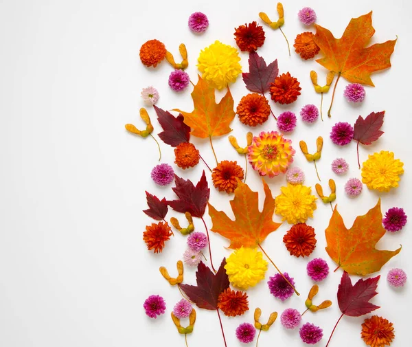 Φθινόπωρο Φυσικό Υπόβαθρο Από Φύλλα Λουλούδια Και Τους Σπόρους Αντίγραφο — Φωτογραφία Αρχείου