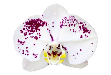 Beyaz Kırpma yoluyla izole beyaz phalaenopsis orkide çiçek