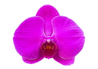 Beyaz Kırpma yoluyla izole mor phalaenopsis orkide çiçek