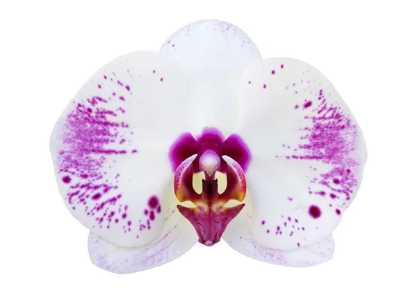 Beyaz Kırpma Yoluyla Izole Beyaz Phalaenopsis Orkide Çiçek — Stok fotoğraf