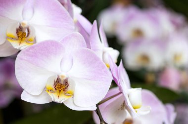 Mor phalaenopsis orkide çiçek