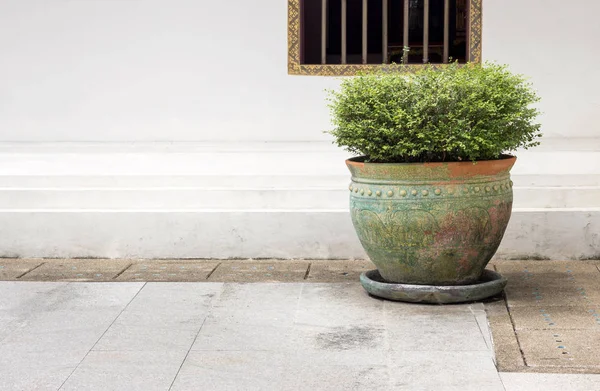 Planta Maceta Jardín Con Fondo Pared Blanco —  Fotos de Stock