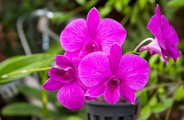 Flor Orquídea Phalaenopsis Púrpura — Foto de Stock