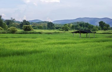Pirinç alan Tayland, açık doğa dağ evi kırsal alanda görünümünü