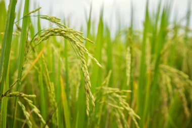 Kırsal alanda pirinç