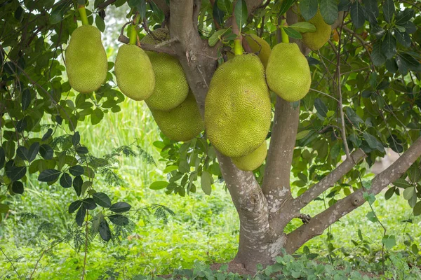 Jack frutta appesa sugli alberi in un giardino di frutta tropicale — Foto Stock