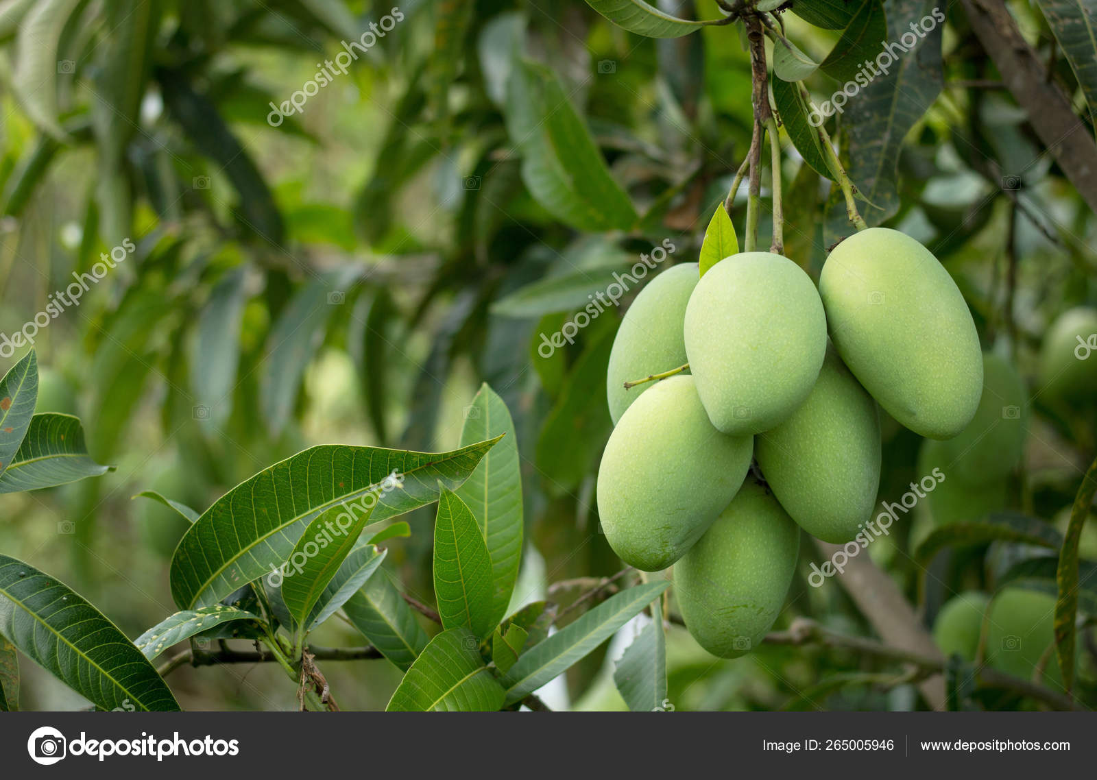 Close Up Of Mango Fruit On The Mango Tree Stock Photo Image By C Aopsan 265005946