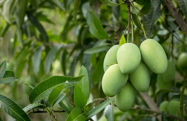 Primo piano di frutti di mango sull'albero di mango — Foto Stock