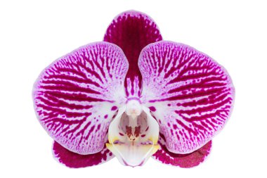 clippin ile beyaz izole mor phalaenopsis orkide çiçek