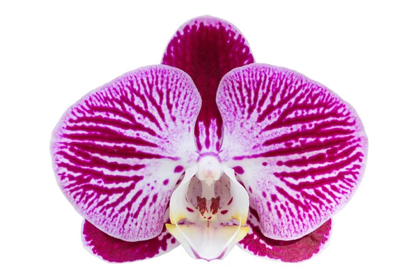 Фіолетова квітка фаленопсису ізольована на білому з застібкою — стокове фото