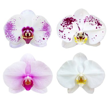 c ile beyaz izole beyaz phalaenopsis orkide çiçek seti